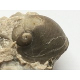 Praenatica gregaria